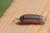 Armadillidium nasatum